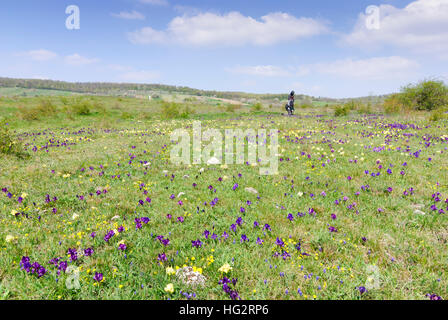 Breitenbrunn am Neusiedler See: Zwerg-Schwertlilien (Iris Pumila) in der Natur reservieren Tenauriegel - Neusiedler See, Burgenland, Österreich Stockfoto