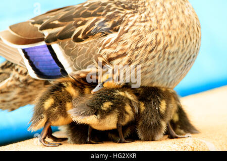 Flauschige Entenküken Zuflucht unter Mutter. Farben sind, denn dies ist ein Außenpool. Guter Kalender Bilder Stockfoto