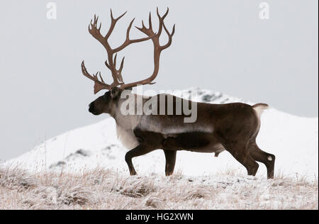 Bull Caribou im frühen Winter, Alaska Stockfoto