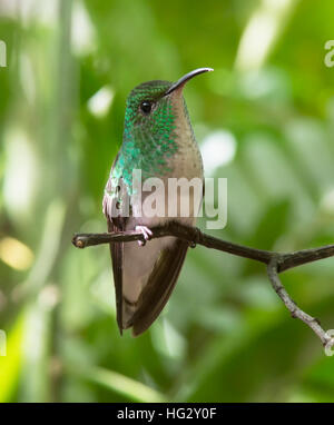 Kupferne Leitung Emerald Hummingbird (Elvira Cupreiceps) Stockfoto