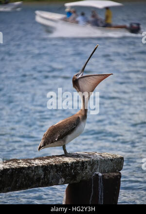 Brauner Pelikan (Pelecanus Occidentalis) Stockfoto