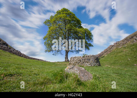 Bergahorn Lücke am Hadrianswall, Northumberland im Sommer Stockfoto