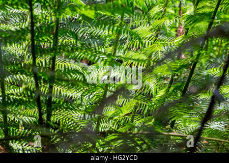 Grünen Laub im Regenwald in The Great Otway National Park, Victoria, Australien Stockfoto