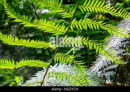 Grünen Laub im Regenwald in The Great Otway National Park, Victoria, Australien Stockfoto