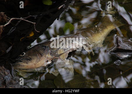 Tote Fische schwimmen in Wasser Stockfoto
