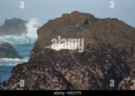 Seehunde genießen die felsige Küste von Fort Bragg, Kalifornien von Glas Strand. Stockfoto