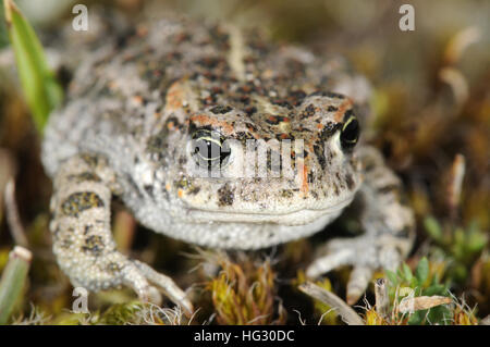 Natterjack Kröte - Epidalea calamita Stockfoto