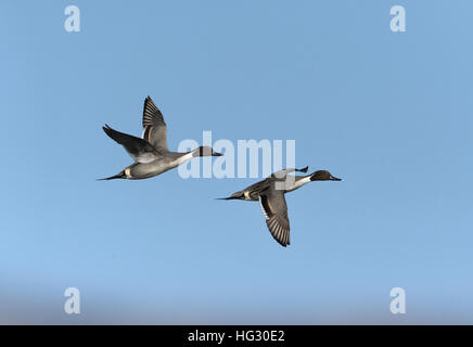 Pintail - Anas Acuta - männlich Stockfoto