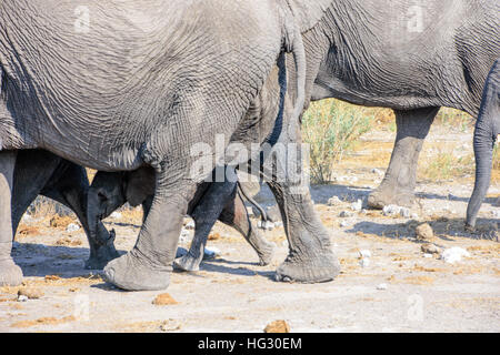 Elefant Kalb im Versteck Stockfoto