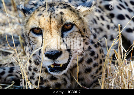 Durchdringenden Augen eines Geparden Stockfoto