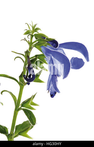 Blauer Engel-Salbei (Salvia Patens) Stockfoto