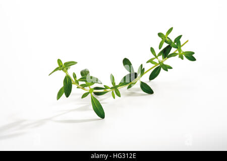 Bohnenkraut (Satureja Hortensis) Stockfoto