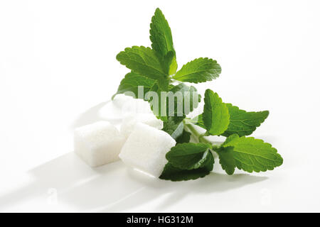 Honigkraut oder süßen Honig Blatt (Stevia Rebaudiana) und Zuckerwürfel Stockfoto