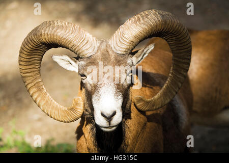 Europäischer Mufflon (Ovis Orientalis Musimon) Stockfoto