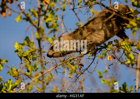 Klippschliefer Fütterung in einem Baum Stockfoto