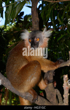 Weibliche schwarze Lemur (Eulemur Macaco Macaco) sitzt im Baum, Regenwald, nordwestlichen Madagaskar Stockfoto