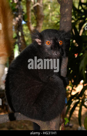 Männliche schwarze Lemur (Eulemur Macaco Macaco), Regenwald, nordwestlichen Madagaskar Stockfoto