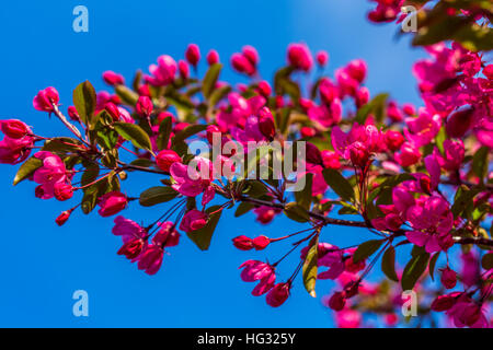 Roter Apfel blühenden Ast vor einem blauen Himmel. Stockfoto