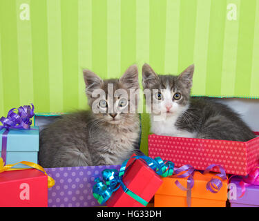 zwei Monate altes Tabby Kitten spähte aus Geburtstagsgeschenk in einem Haufen von bunten Boxen mit Partyhüte, abgestreift hellgrünem Hintergrund mit Stockfoto