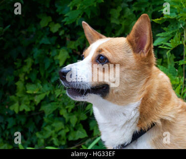 Porträt von einem braunen und weißen Welsh Corgi Hund, grüne Laub im Hintergrund mit Textfreiraum Stockfoto