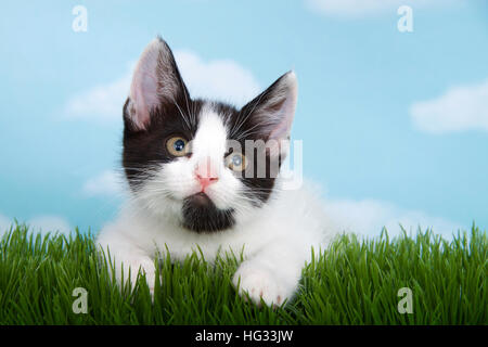 schwarz / weiß Tabby Kitten in hohe Gräser mit blauem Himmel Hintergrund weiße flauschige Wolken. Stockfoto