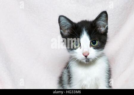 Junge sechs Wochen alten schwarz / weiß Tabby Kitten, Porträt auf leichte rosa Decke, Textfreiraum nach links von kitty Stockfoto