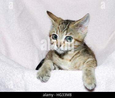 Sechs Wochen alten Jungen Tricolor gestreifte Tabby Kitten Verlegung auf einem hellen rosa Handtuch freut sich mit perplex verwirrten Ausdruck in den Augen. Stockfoto