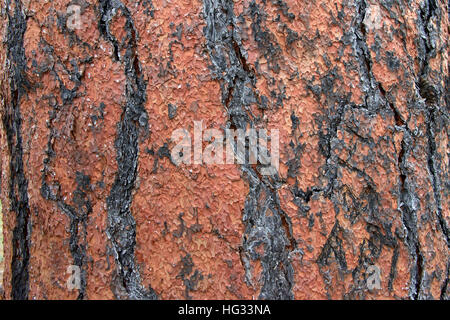 Nahaufnahme der Textur auf Baumstamm Ponderosa Pine in Flagstaff, Arizona. Rinde schälen in einer einzigartigen Puzzle-formation Stockfoto