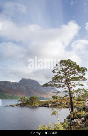 Kiefer Baum am Ufer des Loch Maree mit Blick auf Slioch Stockfoto