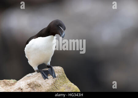 Tordalk (Alca Torda) Erwachsenen, stehen auf Felsen der Küste Klippe, große Saltee Saltee Insel, Irland. Stockfoto