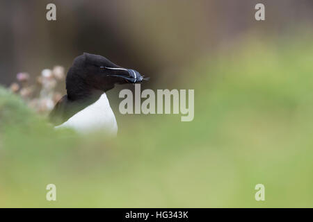 Tordalk (Alca Torda) Erwachsene, Portrait, geringe Schärfentiefe Feld, große Saltee Saltee Inseln, Irland. Stockfoto