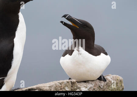 Tordalk (Alca Torda) Erwachsenen, sitzen auf den Felsen der Küste Klippe hinter zweite, große Saltee Saltee Insel, Irland. Stockfoto