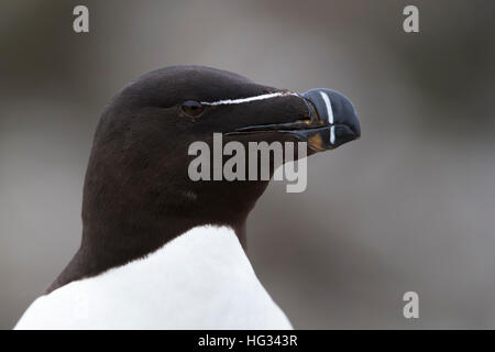 Tordalk (Alca Torda) Porträt, große Saltee Saltee Inseln, Irland. Stockfoto