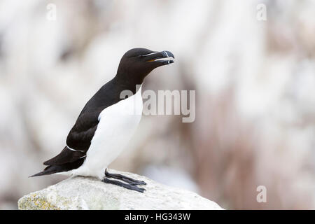 Tordalk (Alca Torda) Erwachsenen, stehen auf Felsen der Küste Klippe, große Saltee Saltee Insel, Irland. Stockfoto