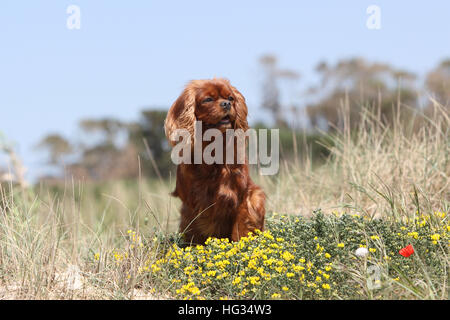 Hund Cavalier King Charles Spaniel adult Rubin sitzen in Blumen Stockfoto