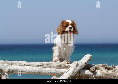 Hund Cavalier King Charles Spaniel adult Blenheim stehen am Strand auf einem Baumstamm Holz Wald Stockfoto