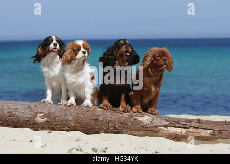 Hund Cavalier King Charles Spaniel vier Erwachsene verschiedenen Farben (Black And Tan, Ruby, Blenheim und Tricolor) stehen beide Beine o Stockfoto