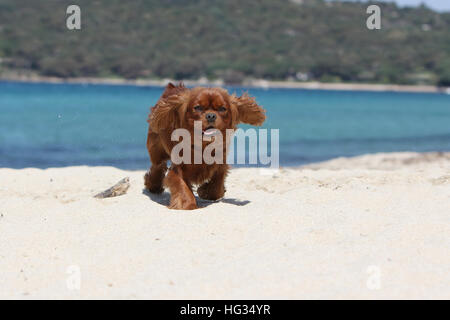 Hund Cavalier King Charles Spaniel Erwachsener (Ruby) zu Fuß am Strand Stockfoto