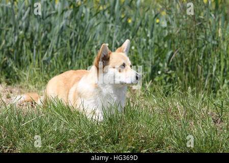 Hund Pembroke Welsh Corgi Erwachsenen stehen Stockfoto