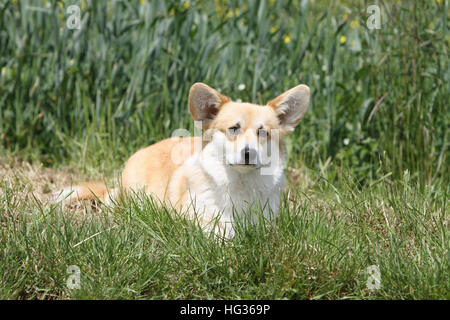Hund Pembroke Welsh Corgi Erwachsenen stehen Stockfoto