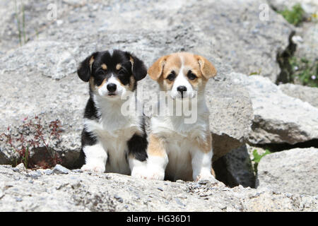 Pembroke Welsh Corgi zwei Welpen verschiedene Colos auf einem Felsen Hund Stockfoto