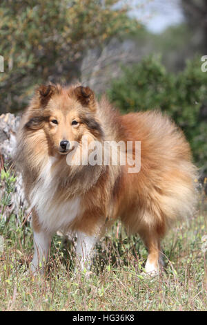 Shetland Sheepdog Hund / Sheltie / Erwachsenen stehen auf einer Wiese Stockfoto