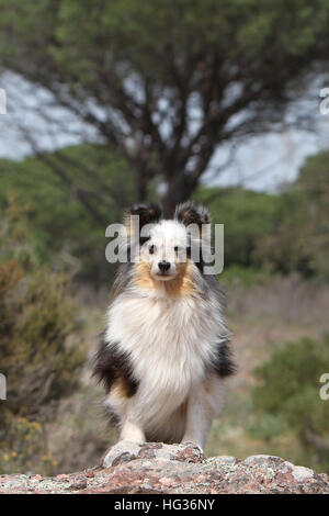 Shetland Sheepdog Hund / Sheltie jung (blue Merle) sitzen Stockfoto