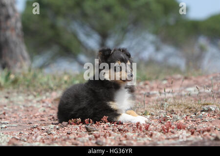 Shetland Sheepdog Hund / Sheltie / Welpen (Tricolor) liegen Stockfoto