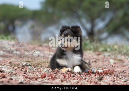 Shetland Sheepdog Hund / Sheltie / Welpen (Tricolor) liegen Stockfoto