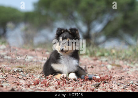 Shetland Sheepdog Hund / Sheltie / Welpen (Tricolor) liegen Stockfoto