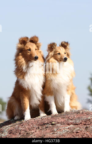 Shetland Sheepdog Hund / Sheltie / zwei Erwachsene sitzen auf einem Felsen Stockfoto