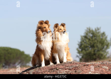 Shetland Sheepdog Hund / Sheltie / zwei Erwachsene sitzen auf einem Felsen Stockfoto