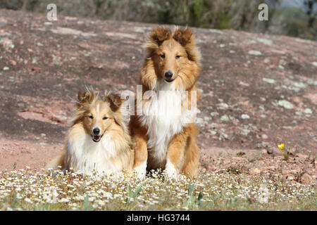 Shetland Sheepdog Hund / Sheltie / zwei Erwachsene sitzen auf einem Felsen Stockfoto