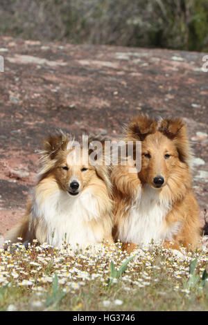 Shetland Sheepdog Hund / Sheltie / zwei Erwachsene, die auf einem Felsen liegend Stockfoto